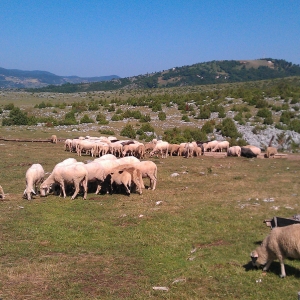 Sabor trubača 2012